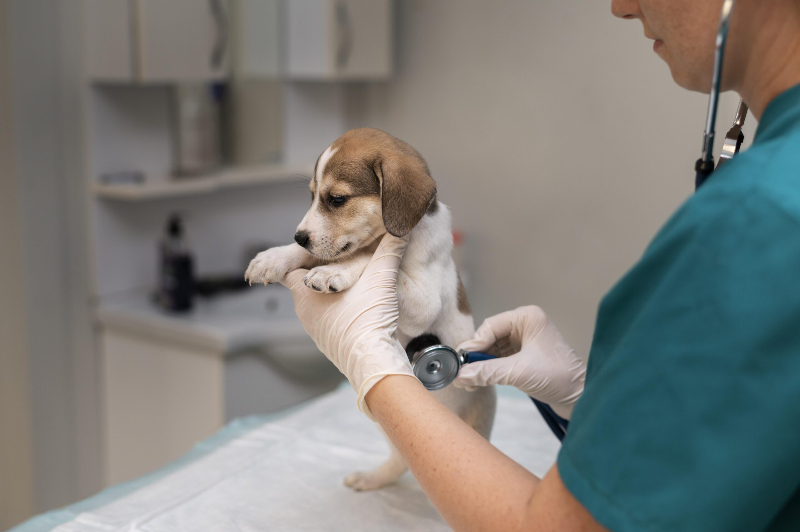 close-up-veterinarian-taking-care-dog (1)
