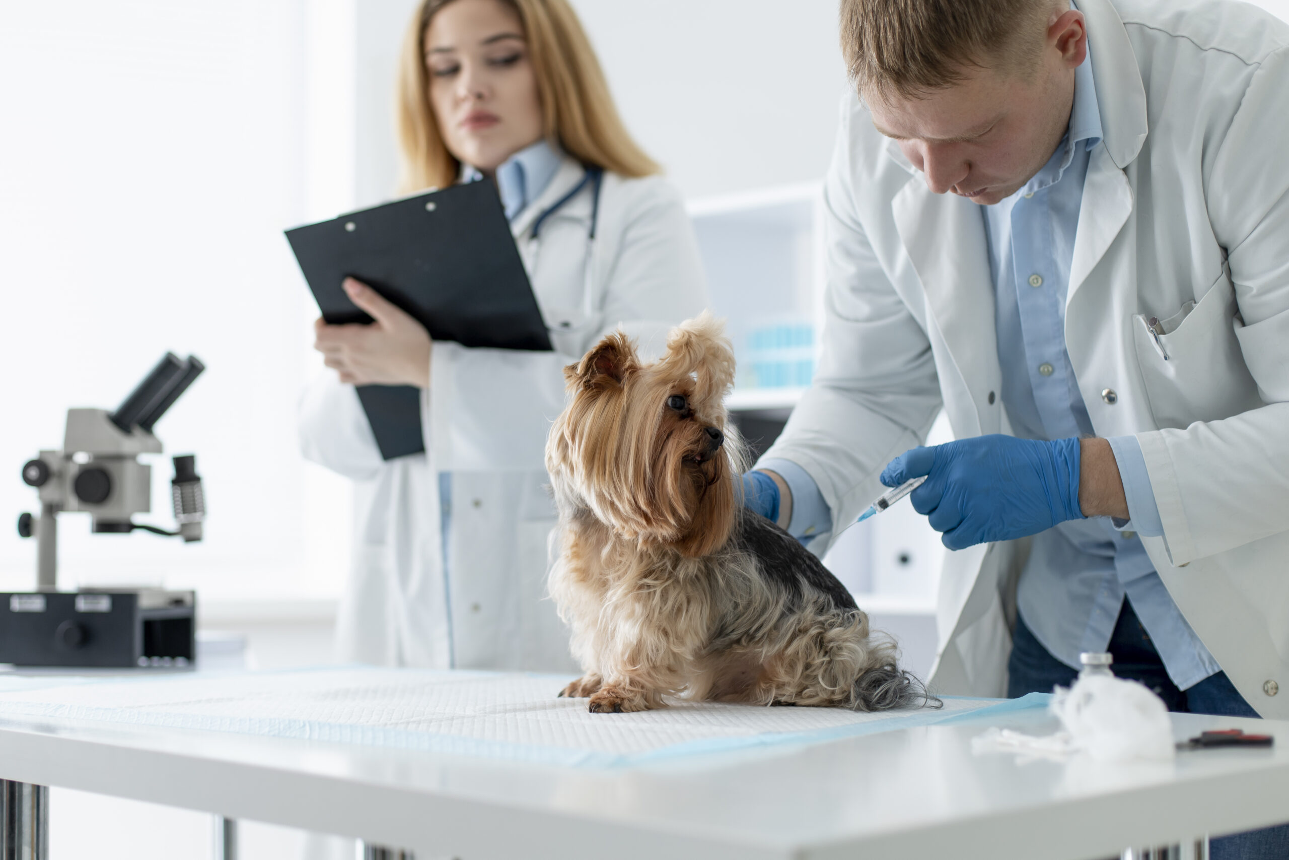 cute-dog-consultation